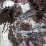 Gundog breeds – What’s in your kennel?
