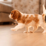 How to Train a Cavalier King Charles Spaniel Puppy – American Kennel Club