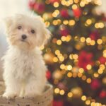 How to keep your dog calm throughout the Christmas period, by expert trainer Ben Randall