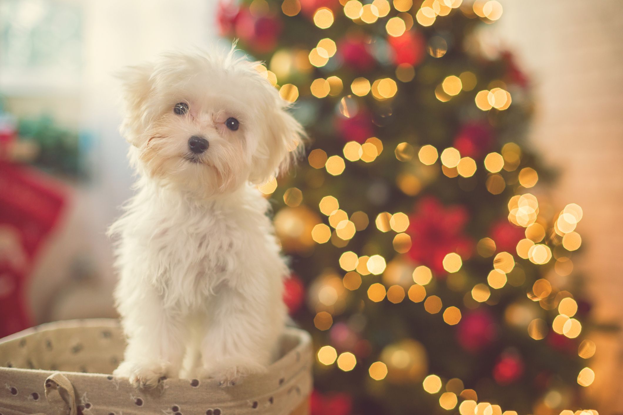 How to keep your dog calm throughout the Christmas period, by expert trainer Ben Randall