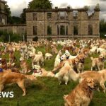 Hundreds of golden retrievers gather in the Highlands