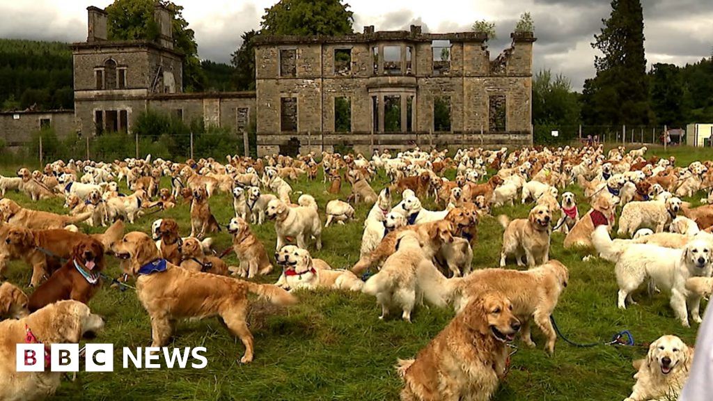 Hundreds of golden retrievers gather in the Highlands 1 Hundreds of golden retrievers gather in the Highlands