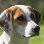 Is this Britain’s rarest dog breed? One puppy registered in 2024