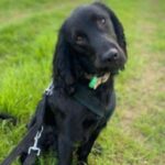 Jerry Green Dog Rescue wants a home for Cocker Spaniel Cross Joey
