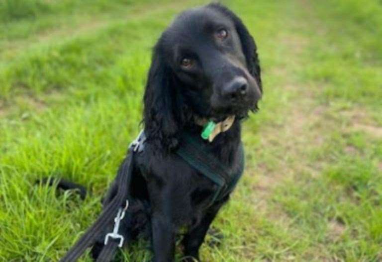 Jerry Green Dog Rescue wants a home for Cocker Spaniel Cross Joey 3 Jerry Green Dog Rescue wants a home for Cocker Spaniel Cross Joey