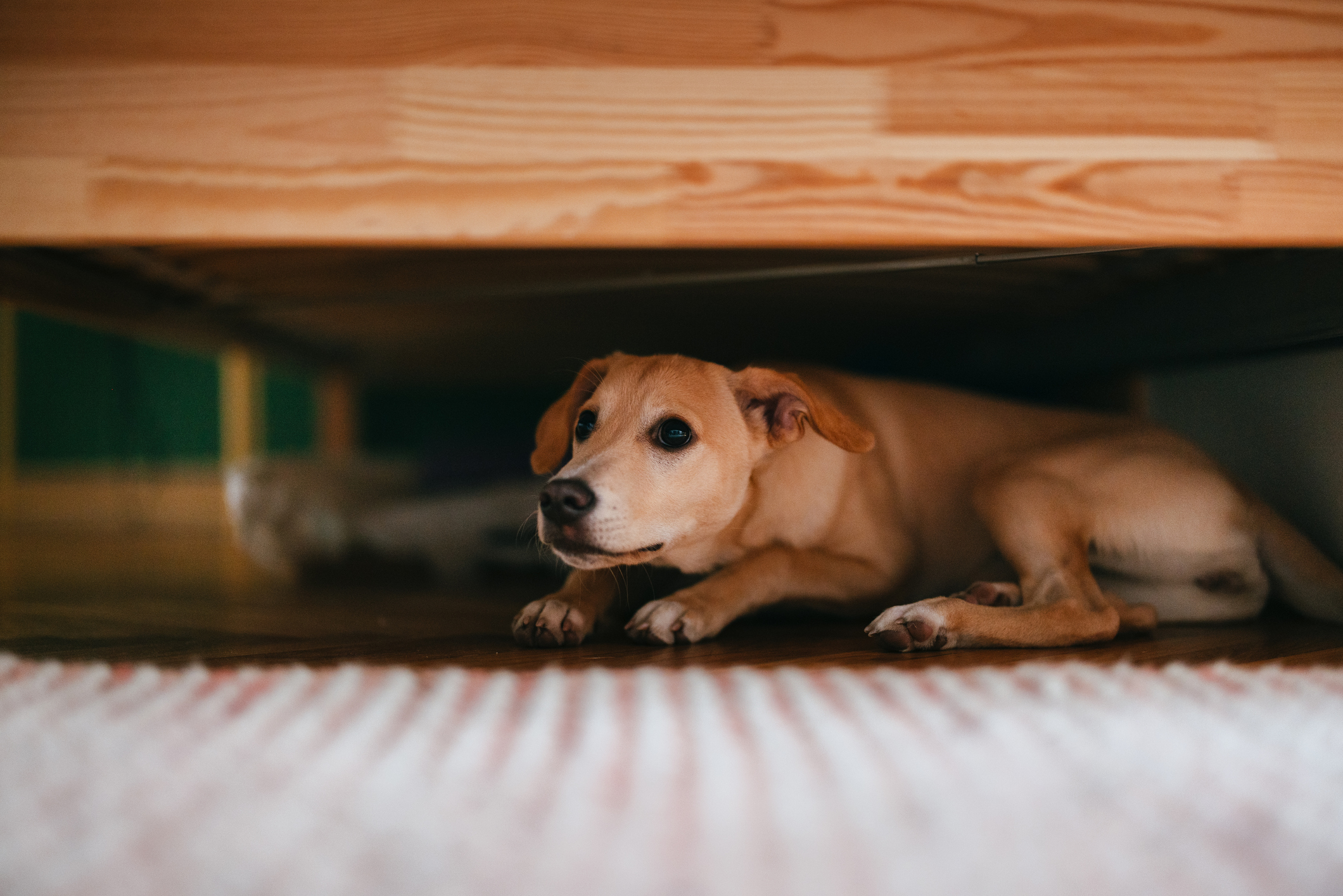 'My dog is scared of loud noises — and now a building site has appeared next door. What can I do?' Expert trainer Ben Randall shares his advice