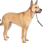 PetSafe Gentle Leader Headcollar, No-Pull Dog…