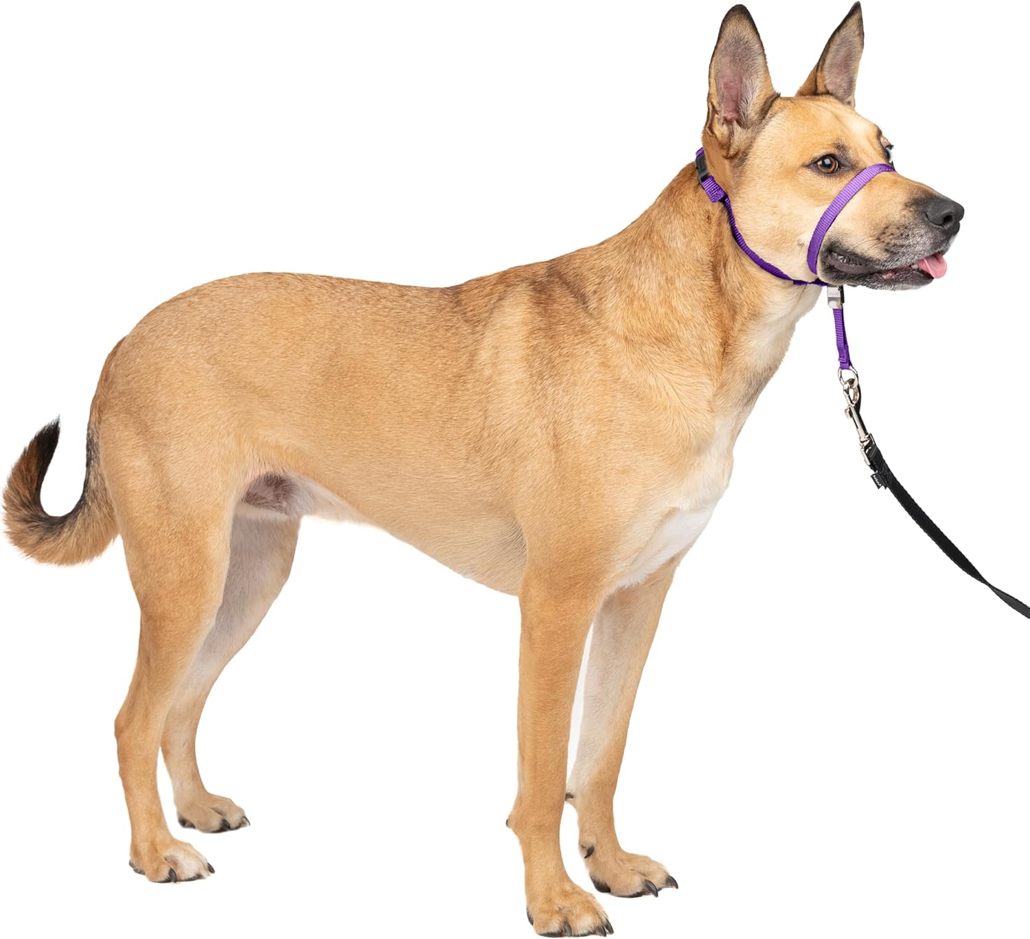 PetSafe Gentle Leader Headcollar, No-Pull Dog...