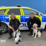 Rescue dogs begin new life with Gloucestershire police