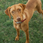 Southampton Moves to Allow Dog Training and Enrichment Facilities in Its Highway Commercial Zone After Interest from Medford Business