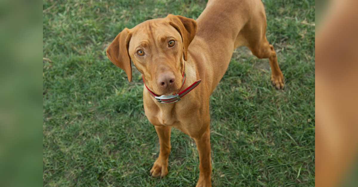 Southampton Moves to Allow Dog Training and Enrichment Facilities in Its Highway Commercial Zone After Interest from Medford Business