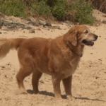 Residents demand better dog training following string of attacks – NBN News