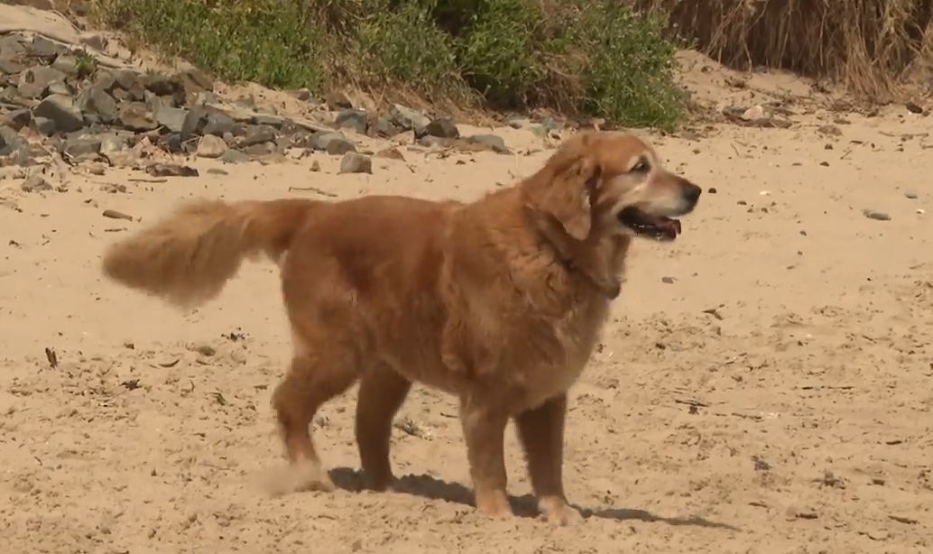 Residents demand better dog training following string of attacks – NBN News 2 Residents demand better dog training following string of attacks – NBN News