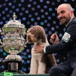 Shooting for the stars: Orca the Lagotto Romagnolo gun dog wins the Crufts Best In Show top prize
