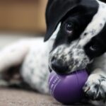 Suffolk police puppy Mason starts sniffer dog training