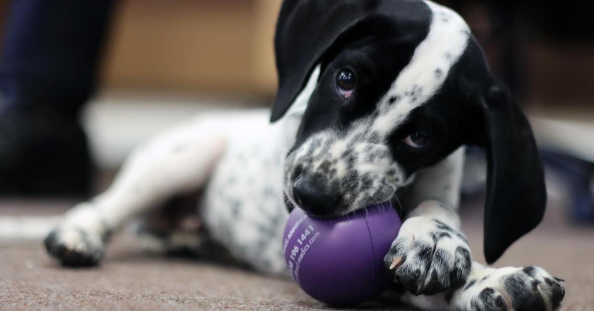 Suffolk police puppy Mason starts sniffer dog training 1 Suffolk police puppy Mason starts sniffer dog training