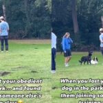 Video: English Springer Spaniel Joins Another Dog’s Training Class