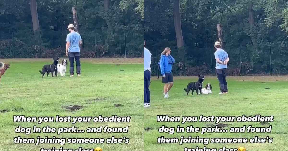 Video: English Springer Spaniel Joins Another Dog's Training Class 1 Video: English Springer Spaniel Joins Another Dog's Training Class