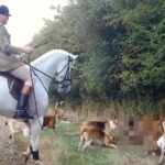 Warwickshire: Hunting dogs kill and tear fox to shreds | News UK