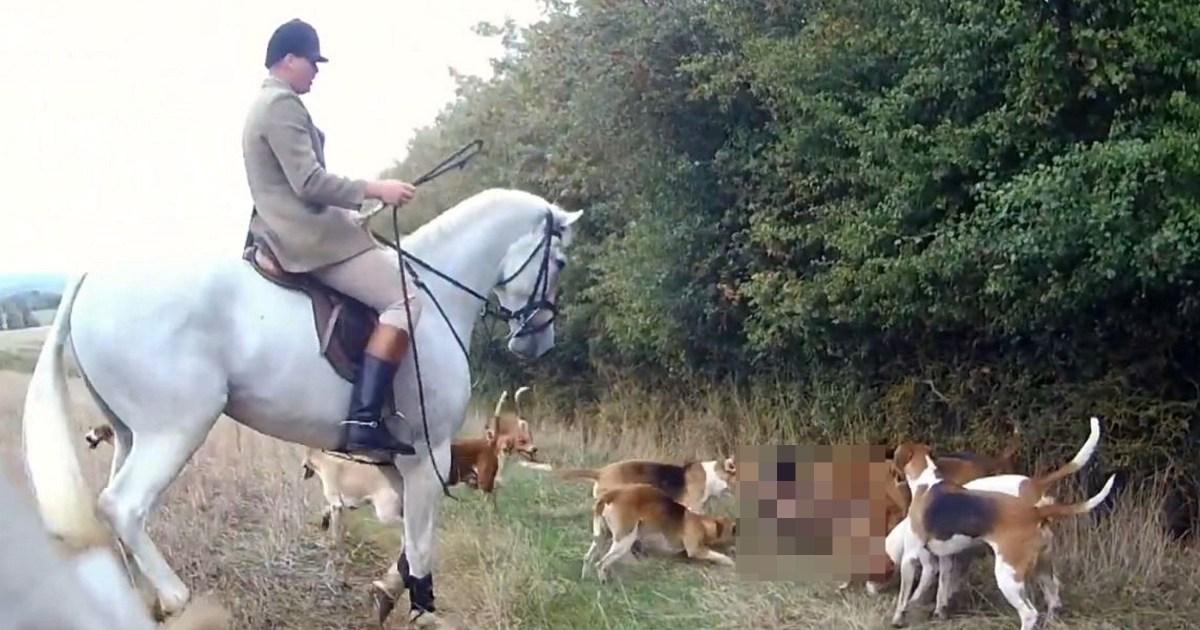 Warwickshire: Hunting dogs kill and tear fox to shreds | News UK