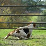 What to do if all else has failed and you can’t handle your dog, by expert trainer Ben Randall