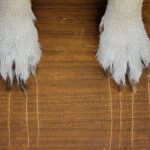 What to do if your dog is scratching things at night, by expert trainer Ben Randall