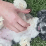 Dog trainer pleads guilty to animal cruelty in case of dead puppy