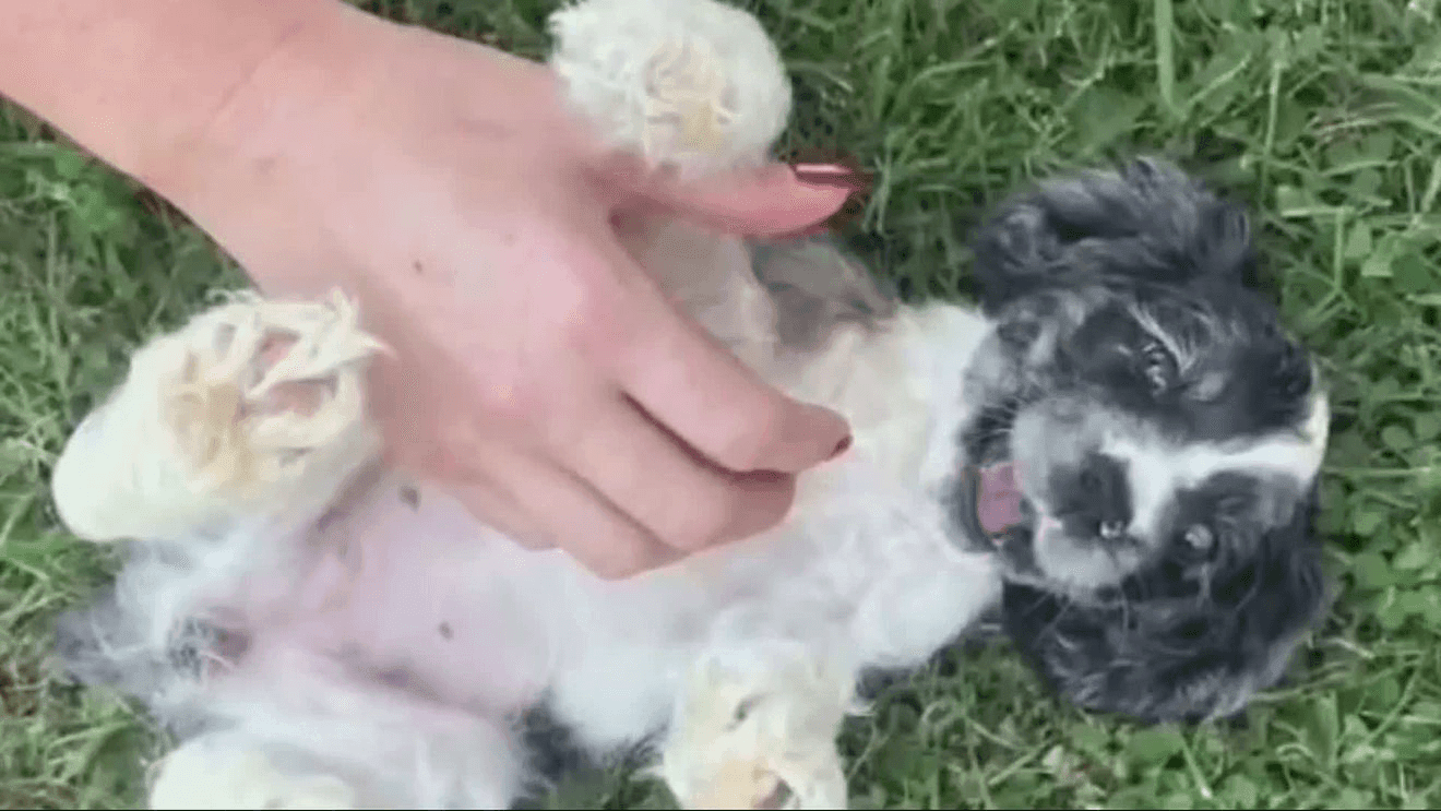 Dog trainer pleads guilty to animal cruelty in case of dead puppy