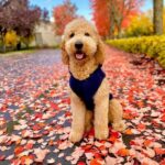 ‘Puppy Kisses with Santa’ will be held at the Madras Stay Center