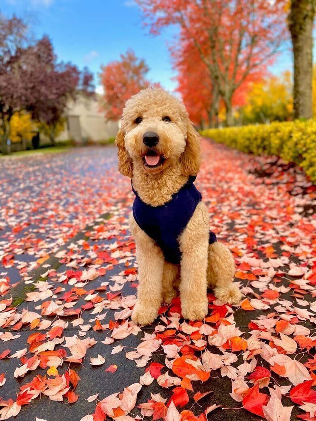 ‘Puppy Kisses with Santa’ will be held at the Madras Stay Center