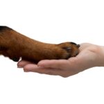 Labrador Retriever Who Flunked Out Of Service Dog School Is Still the Best Helper