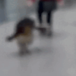 Dog Greets Owner With Big Bouquet – and Even Bigger Kisses