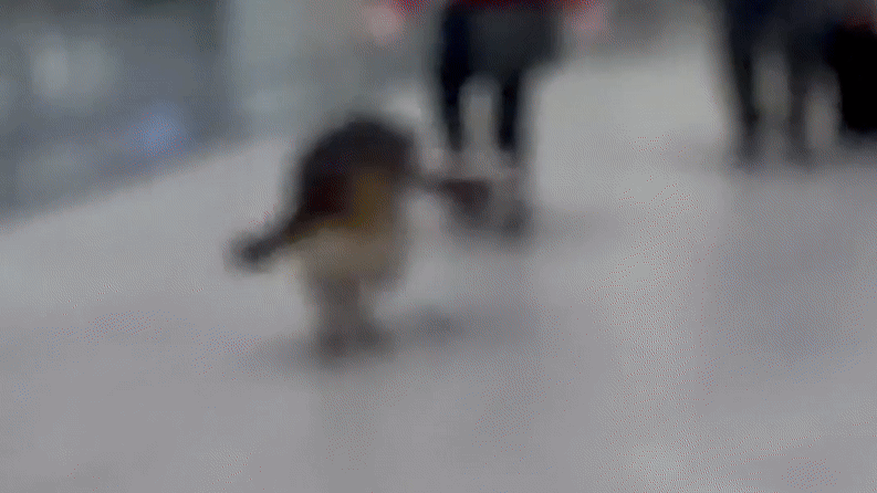 Dog Greets Owner With Big Bouquet – and Even Bigger Kisses 1 Dog Greets Owner With Big Bouquet – and Even Bigger Kisses