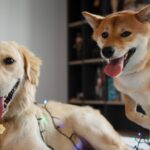 Want to adopt a new pet in 2026? Dog trainer shares 5 tips on how to help your older dog adjust to the newcomer