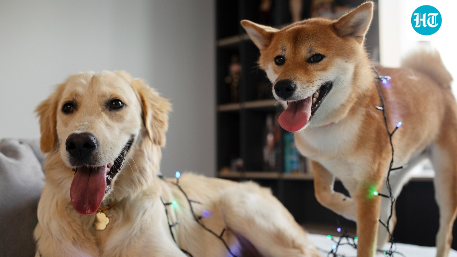 Want to adopt a new pet in 2026? Dog trainer shares 5 tips on how to help your older dog adjust to the newcomer