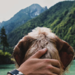 Heading To The Hills This Winter? Training Your Dog For Snow, Cold, And New Terrain