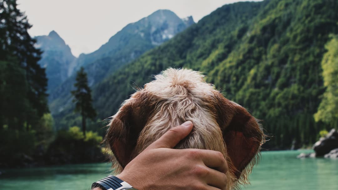 Heading To The Hills This Winter? Training Your Dog For Snow, Cold, And New Terrain