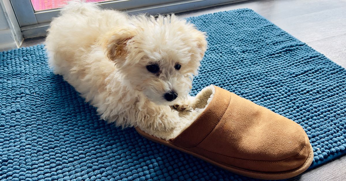 Puppy training: Expert shares why owners shouldn't teach 'sit' first and why they should teach 'place' instead