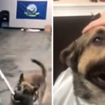 Service dog epically fails every single test at training school, and people love him for it
