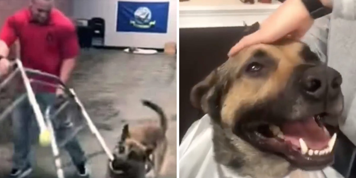 Service dog epically fails every single test at training school, and people love him for it