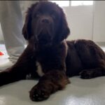 Buffalo Sabres’ new dog training to be a service animal