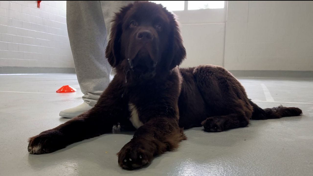 Buffalo Sabres' new dog training to be a service animal 1 Buffalo Sabres' new dog training to be a service animal