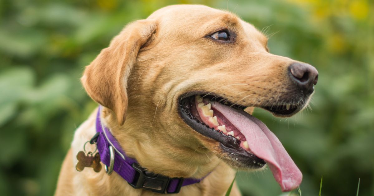 Dog trainer tells owners two-second check 'could save your pet's life' 3 Dog trainer tells owners two-second check 'could save your pet's life'