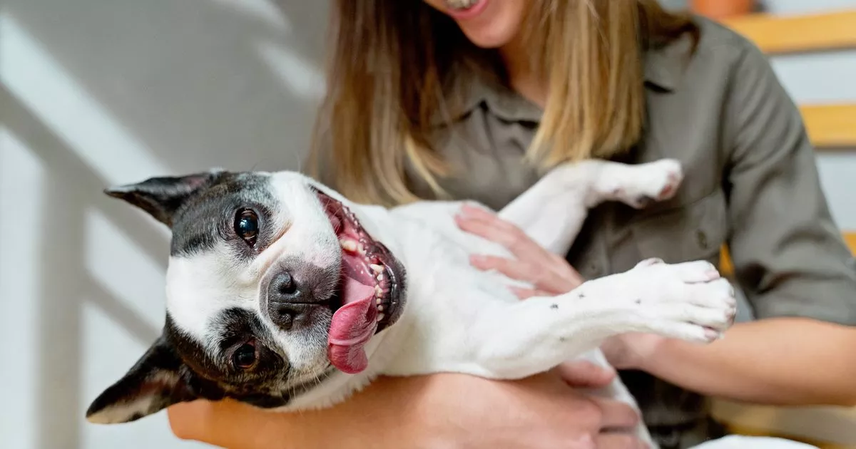 Dog trainer warns five popular breeds are 'overrated' and face serious issues