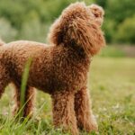 Dog Owners Say This No-Shock, Anti-Bark Device Is ‘Magic’