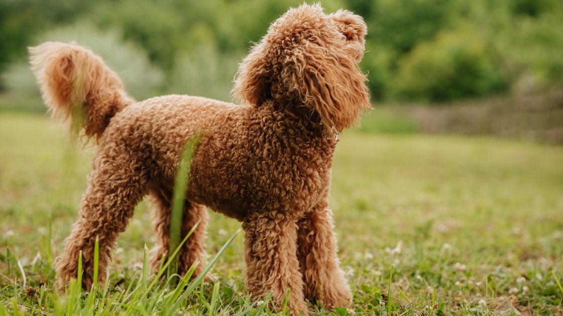 Dog Owners Say This No-Shock, Anti-Bark Device Is ‘Magic’ 9 Dog Owners Say This No-Shock, Anti-Bark Device Is ‘Magic’