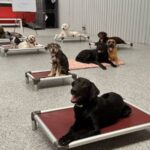 Sit Means Sit Atlanta Wins 2025 Georgia Business Journal’s Regional Award for Best Pet Training Services