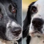 Meet the new police dogs set to fight crime across the streets of Manchester