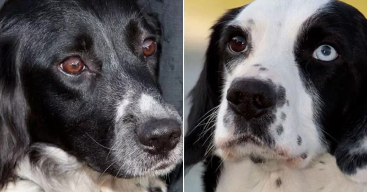 Meet the new police dogs set to fight crime across the streets of Manchester