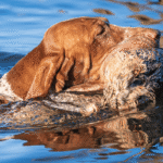 Non-traditional gundogs v their more common counterparts